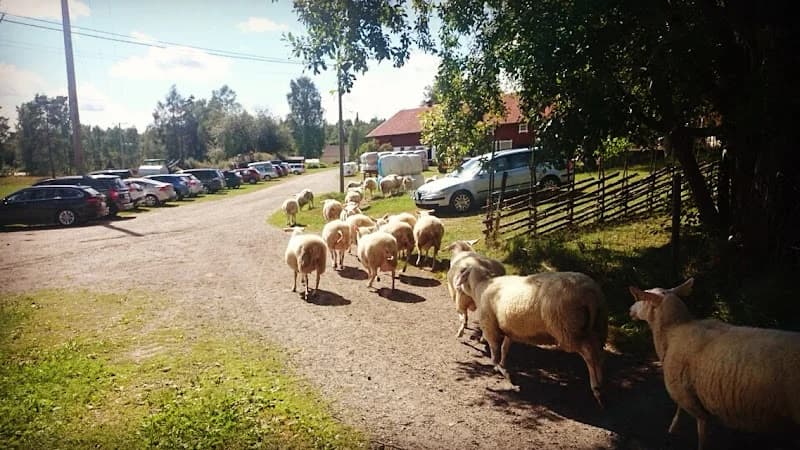 Bredsjö Mjölkfår AB