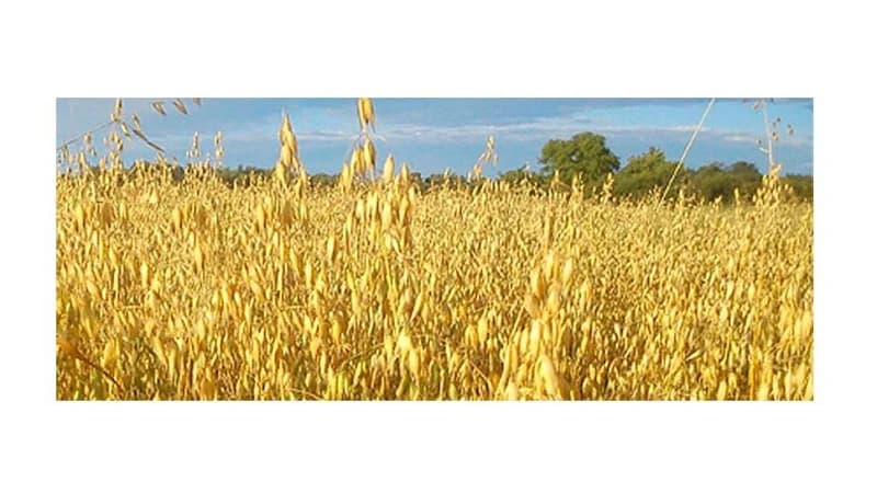 Catarinas Sprätthönseri AB