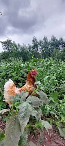 Charlottenberg Gård