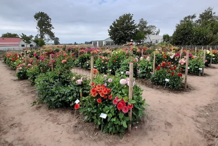 Dahliafarmen på Österlen