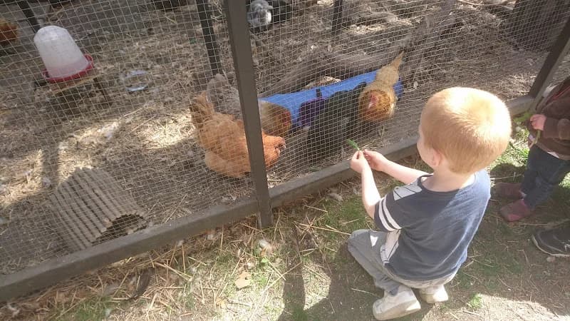 Gubbis Höns - Gubbängen Chickens