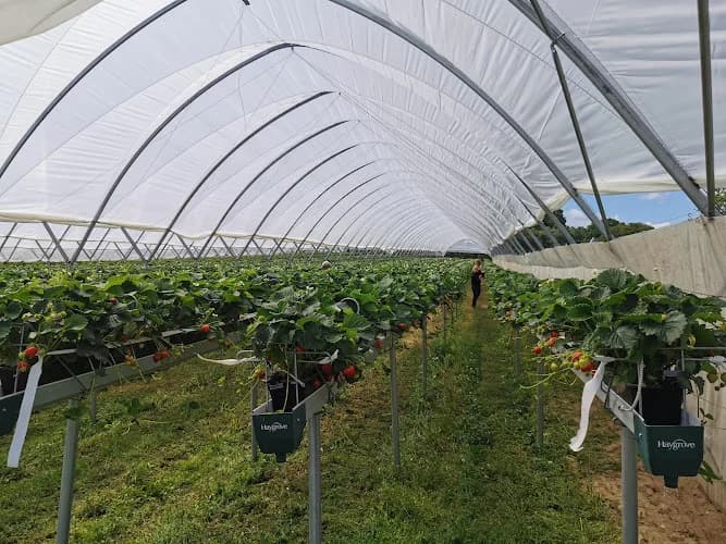 Hallonodlingen N.Björstorp