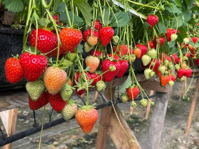 Hammarbol gård i Almunge