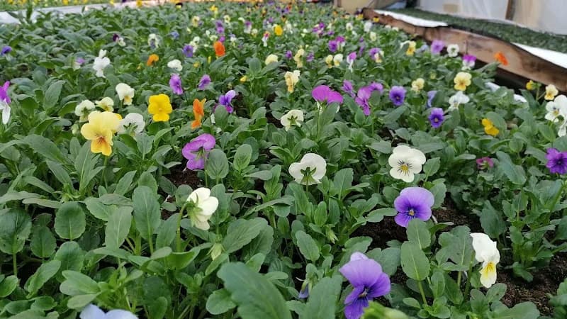 Lotorps nya Handelsträdgård AB