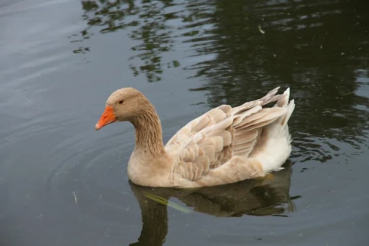 Sipplunda Andelsjordbruk