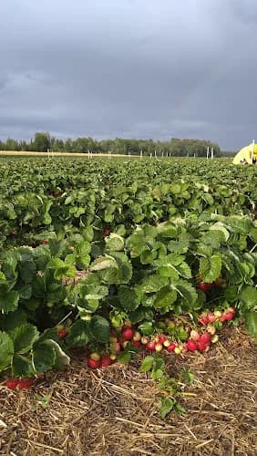 Skirfalls jordgubbsodling