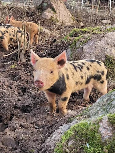 Skogsbrynet Permakultur