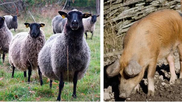 Stora Skedvi Slakt & Styckservice