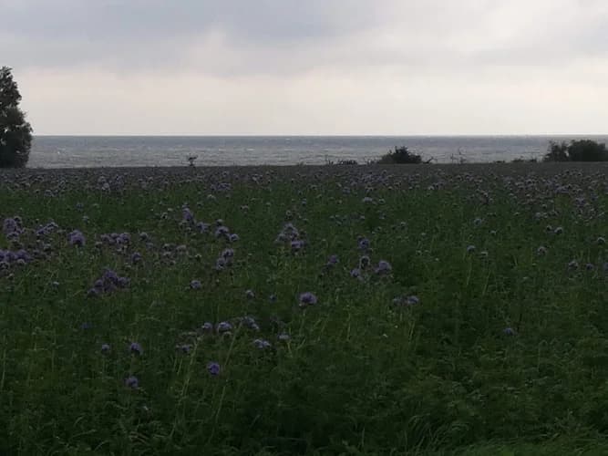 Strandåkra Abbekås