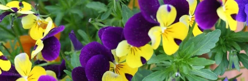 Wedins Handelsträdgård AB